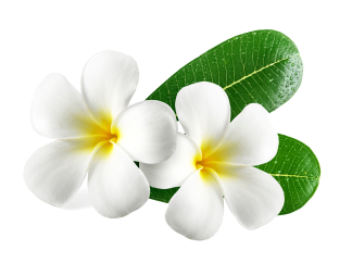 Shree Shree Professional Beuty Parlour & Academy